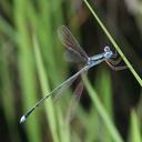 Image of Lestes nigriceps imported from iNaturalist.