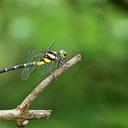 Image of Macrogomphus wynaadicus imported from iNaturalist.