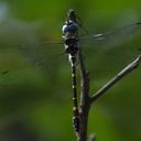 Image of Macromia bellicosa imported from iNaturalist.