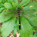 Image of Macromia indica imported from iNaturalist.