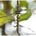 Image of Macromia irata imported from iNaturalist.