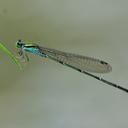 Image of Pseudagrion indicum imported from iNaturalist.