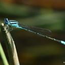 Image of Pseudagrion malabaricum imported from iNaturalist.