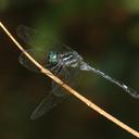 Image of Hylaeothemis apicalis imported from iNaturalist.