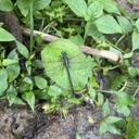 Image of Anisogomphus caudalis imported from iNaturalist.