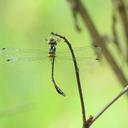 Image of Idionyx selysi imported from iNaturalist.