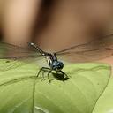 Image of Hylaeothemis gardeneri imported from iNaturalist.