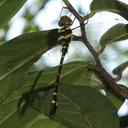 Image of Macromia zeylanica imported from iNaturalist.