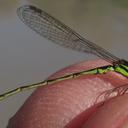 Image of Agriocnemis victoria imported from iNaturalist.