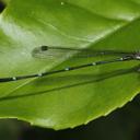 Image of Ceylonosticta nietneri imported from iNaturalist.