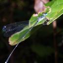 Image of Esme longistyla imported from iNaturalist.