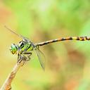 Image of Megalogomphus superbus imported from iNaturalist.