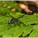 Image of Merogomphus tamaracherriensis imported from iNaturalist.