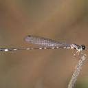 Image of Drepanosticta bispina