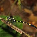 Image of Macrogomphus kerri imported from iNaturalist.