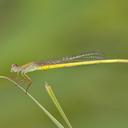 Image of Ceriagrion pallidum imported from iNaturalist.