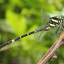 Image of Macrogomphus lankanensis imported from iNaturalist.