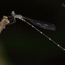 Image of Protosticta medusa imported from iNaturalist.