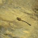 Image of Chlorogomphus mortoni imported from iNaturalist.