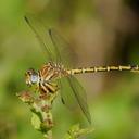 Image of Crenigomphus renei imported from iNaturalist.