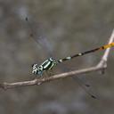 Image of Rhinagrion viridatum imported from iNaturalist.