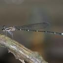 Image of Mortonagrion arthuri imported from iNaturalist.