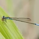 Image of Acanthagrion floridense imported from iNaturalist.