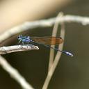 Image of Argia euphorbia imported from iNaturalist.