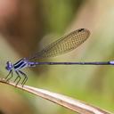 Image of Argia infrequentula imported from iNaturalist.