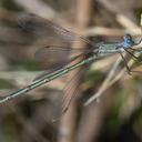 Image of Lestes spatula imported from iNaturalist.