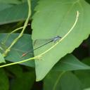 Image of Ceriagrion rubellocerinum imported from iNaturalist.