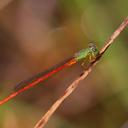 Image of Ceriagrion auritum imported from iNaturalist.