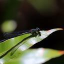 Image of Pseudagrion renaudi imported from iNaturalist.