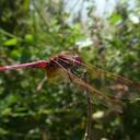 Image of Trithemis bredoi imported from iNaturalist.