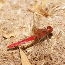 Image of Rhodothemis lieftincki imported from iNaturalist.