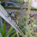 Image of Tetrathemis denticauda imported from iNaturalist.