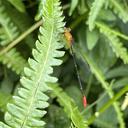 Image of Ceriagrion annulatum imported from iNaturalist.