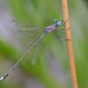 Image of Lestes dissimulans imported from iNaturalist.