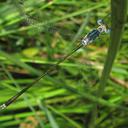 Image of Lestes pinheyi imported from iNaturalist.