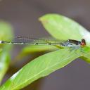 Image of Pseudagrion hamoni imported from iNaturalist.