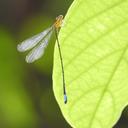 Image of Pseudagrion thenartum imported from iNaturalist.