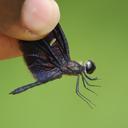 Image of Rhyothemis splendens imported from iNaturalist.