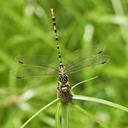 Image of Antipodogomphus neophytus imported from iNaturalist.