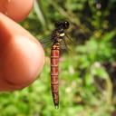 Image of Chlorocypha ghesquierei imported from iNaturalist.