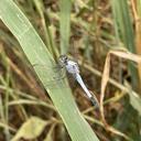 Image of Nesciothemis minor imported from iNaturalist.