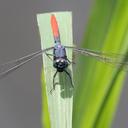 Image of Nesciothemis nigeriensis imported from iNaturalist.