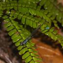 Image of Argia deceptor imported from iNaturalist.