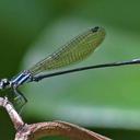 Image of Argia gemella imported from iNaturalist.