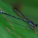 Image of Argia meioura imported from iNaturalist.