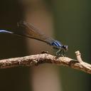Argia palmata